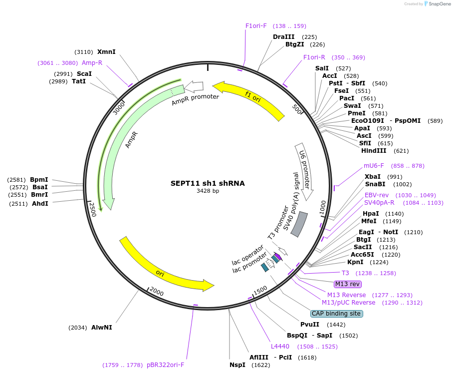 122020-plasmid-map-sequence-id-235843
