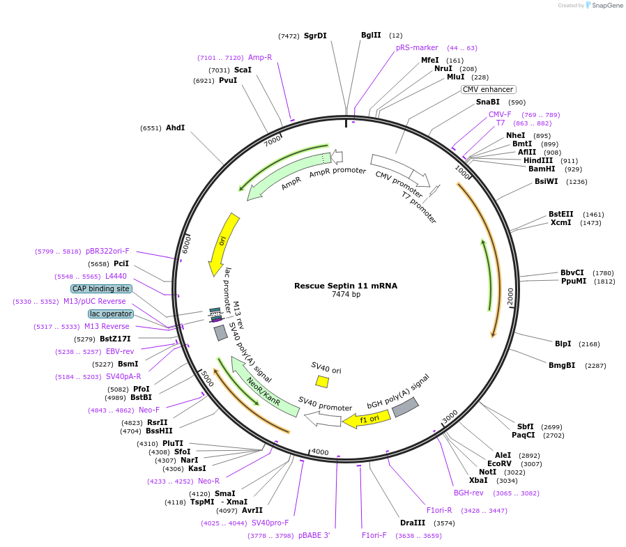 122022-plasmid-map-sequence-id-235846