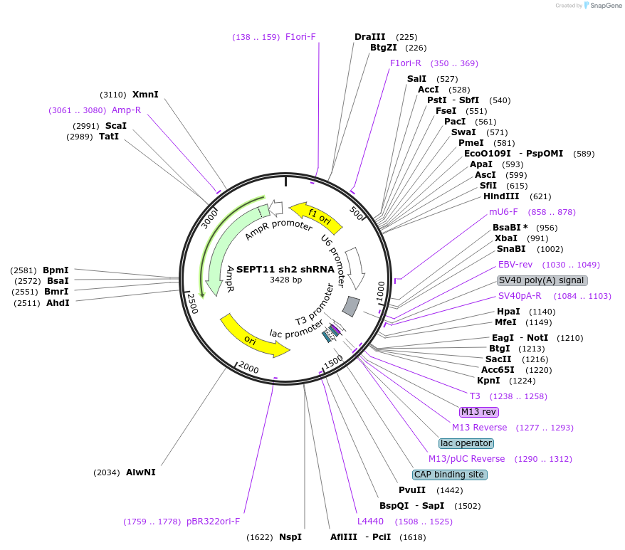 122023-plasmid-map-sequence-id-235848