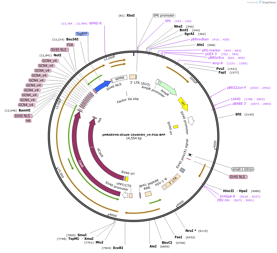 60903-plasmid-map-sequence-id-235860