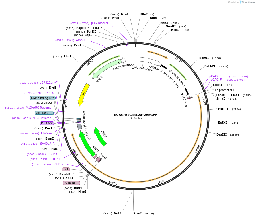 123633-plasmid-map-sequence-id-235867