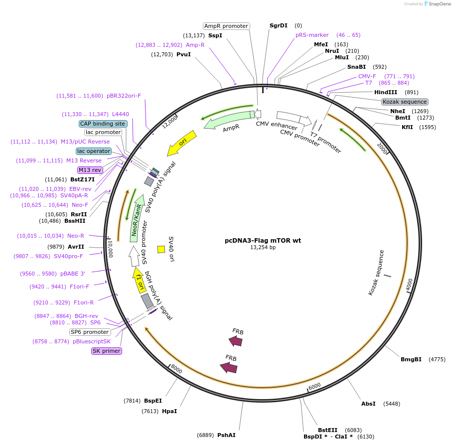 26603-plasmid-map-sequence-id-235876