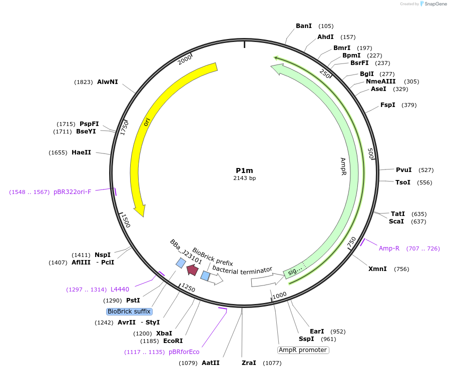 120934-plasmid-map-sequence-id-235942