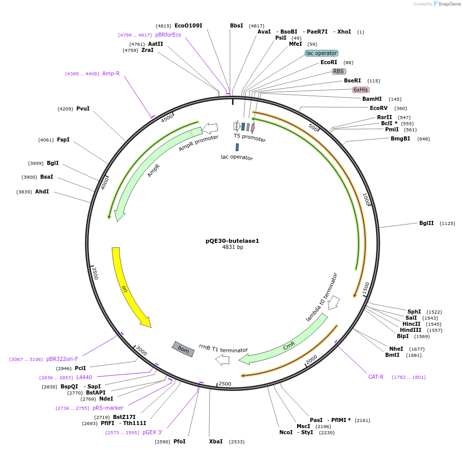 115430-plasmid-map-sequence-id-235952