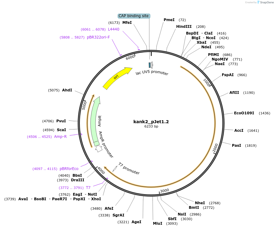 121980-plasmid-map-sequence-id-235963