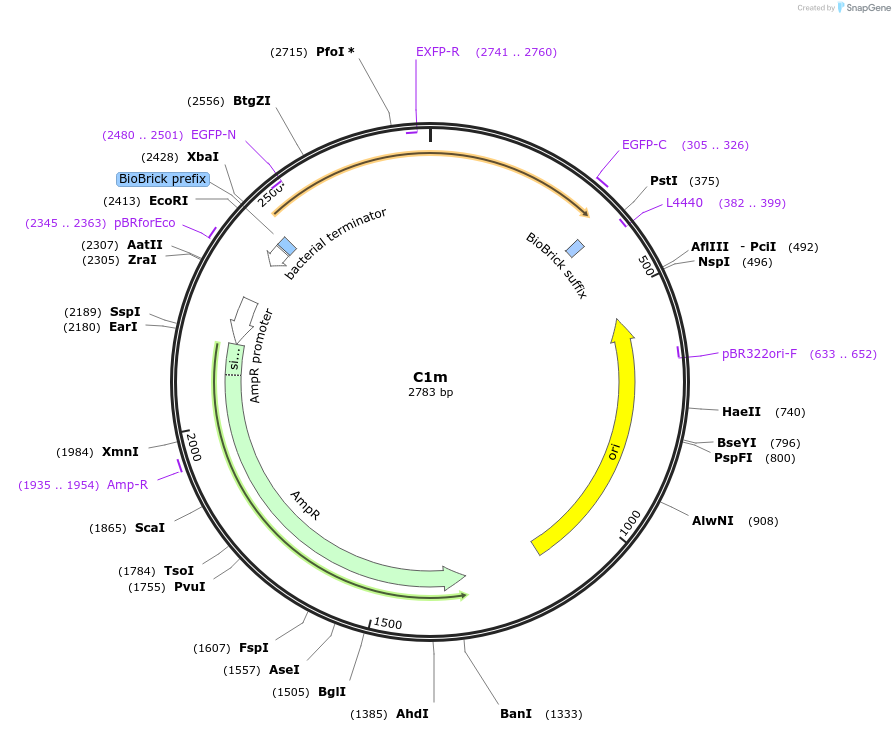 120955-plasmid-map-sequence-id-235968