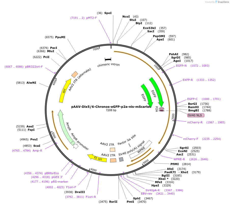 121543-plasmid-map-sequence-id-235975