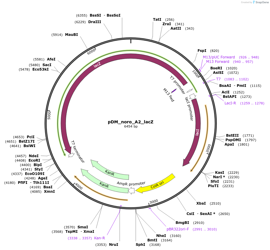 118820-plasmid-map-sequence-id-235986