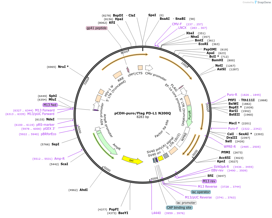 121451-plasmid-map-sequence-id-235996