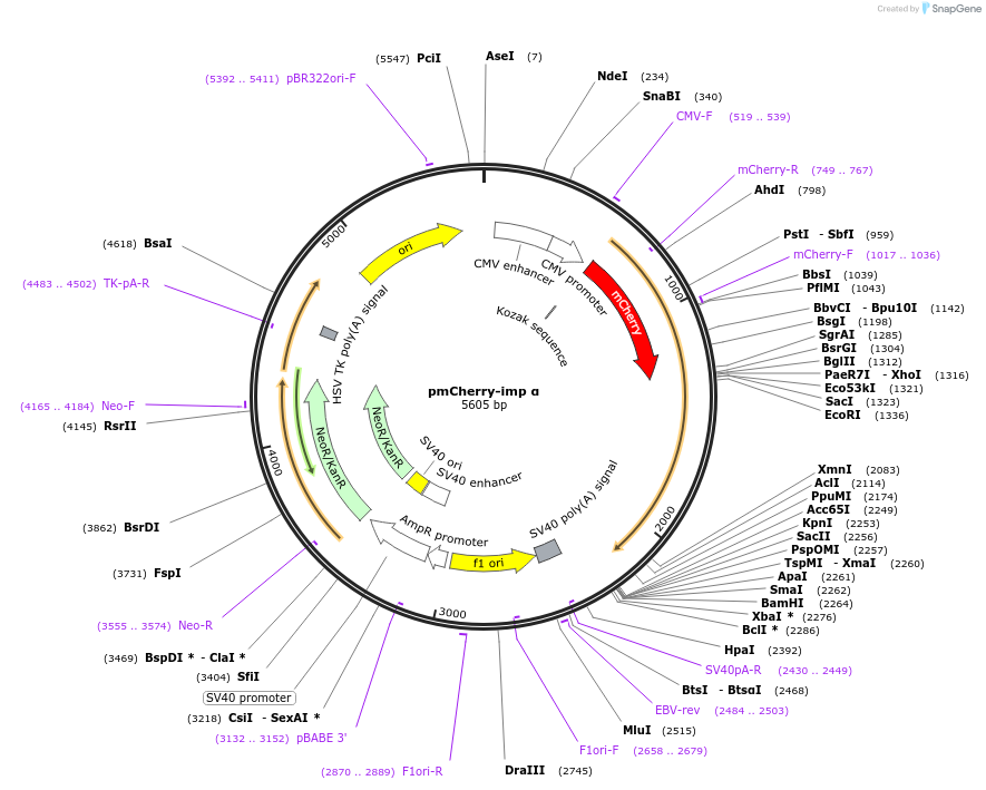 119719-plasmid-map-sequence-id-236001