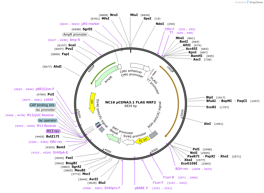 36971-plasmid-map-sequence-id-236007