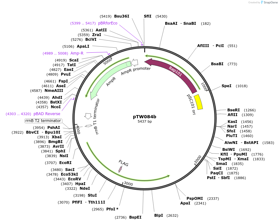 116894-plasmid-map-sequence-id-236011