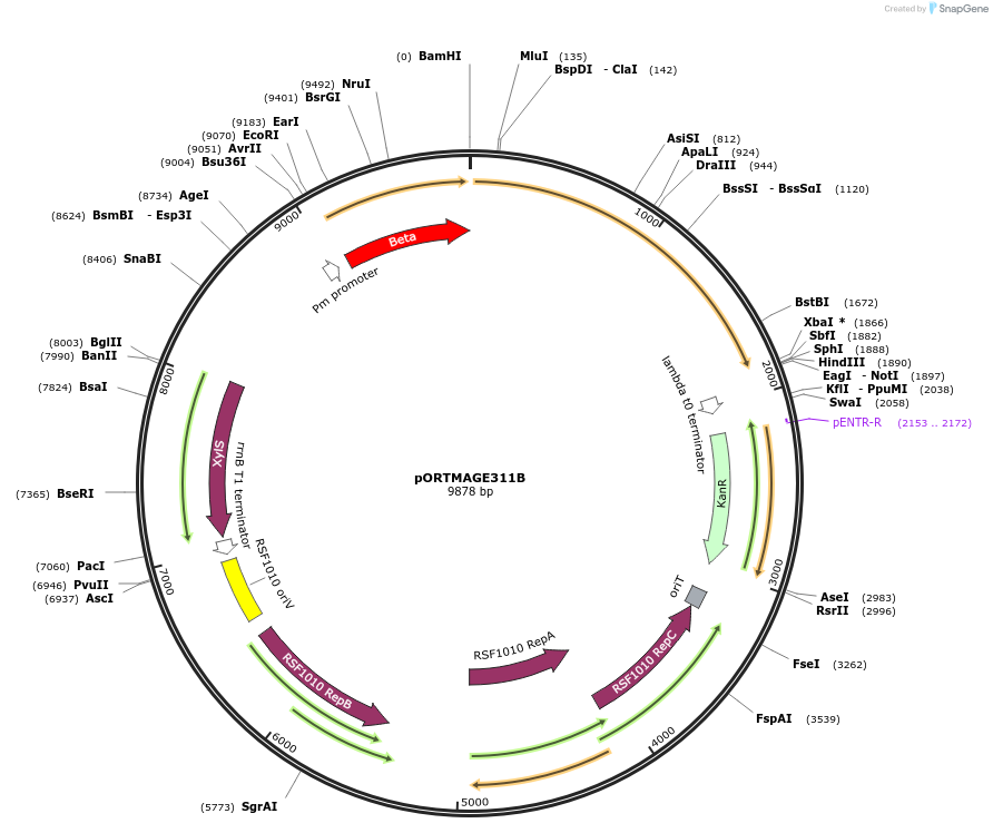120418-plasmid-map-sequence-id-236013