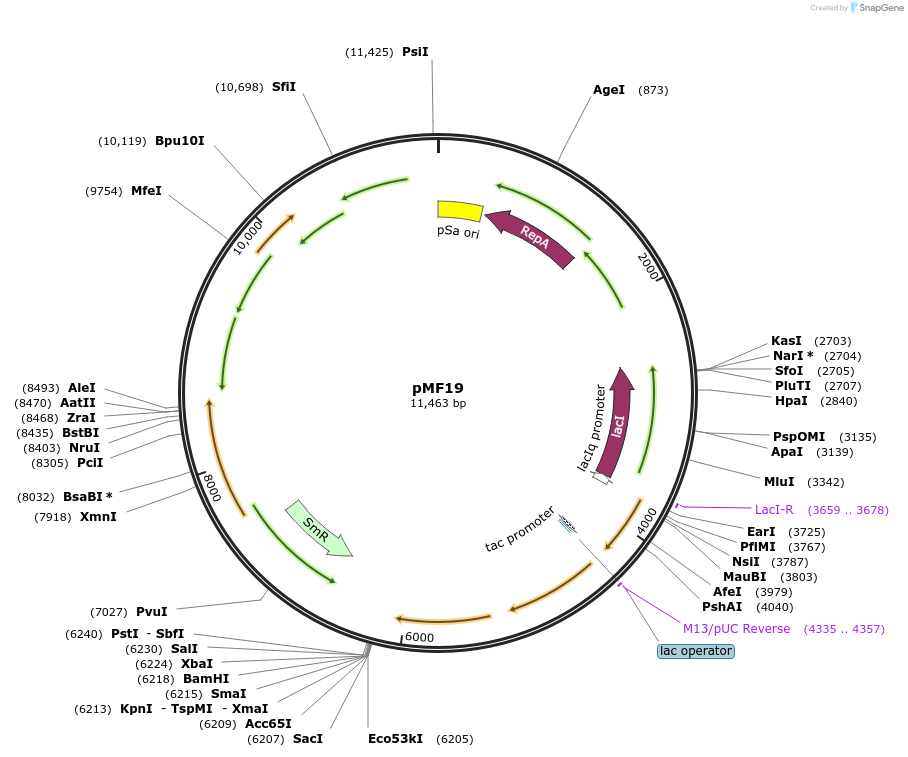 113662-plasmid-map-sequence-id-236017