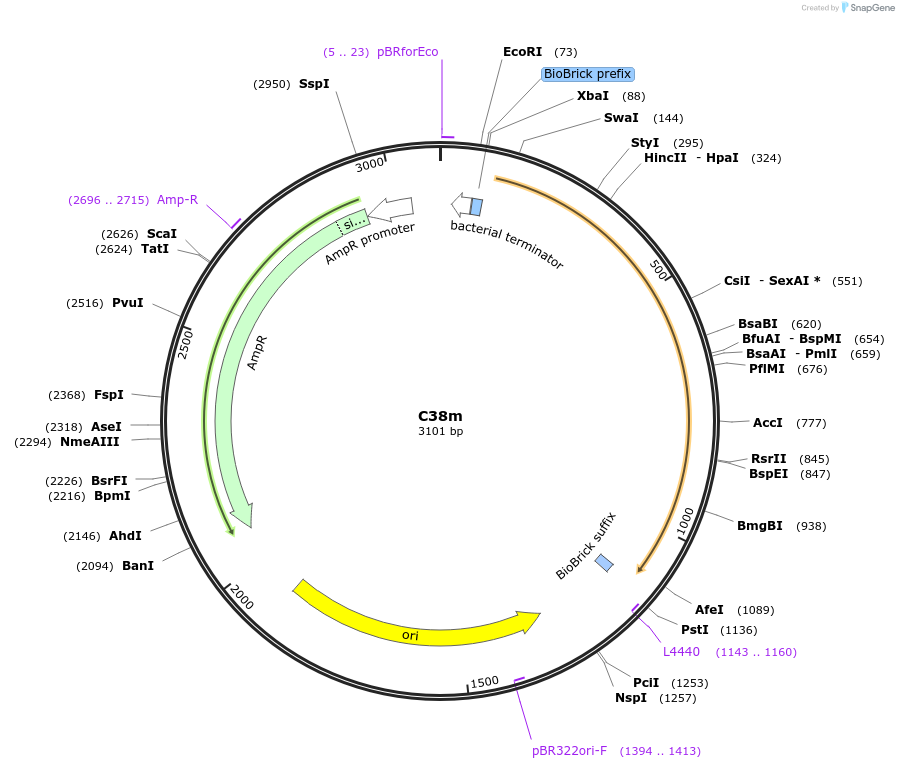 120971-plasmid-map-sequence-id-236023