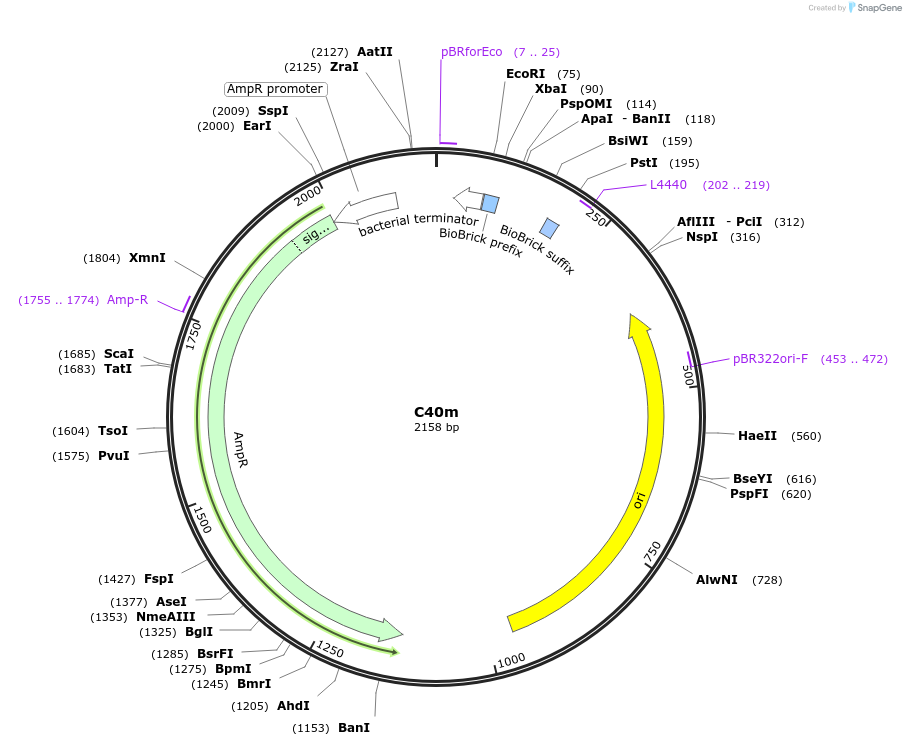 120973-plasmid-map-sequence-id-236027