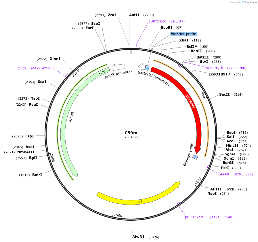 120976-plasmid-map-sequence-id-236030
