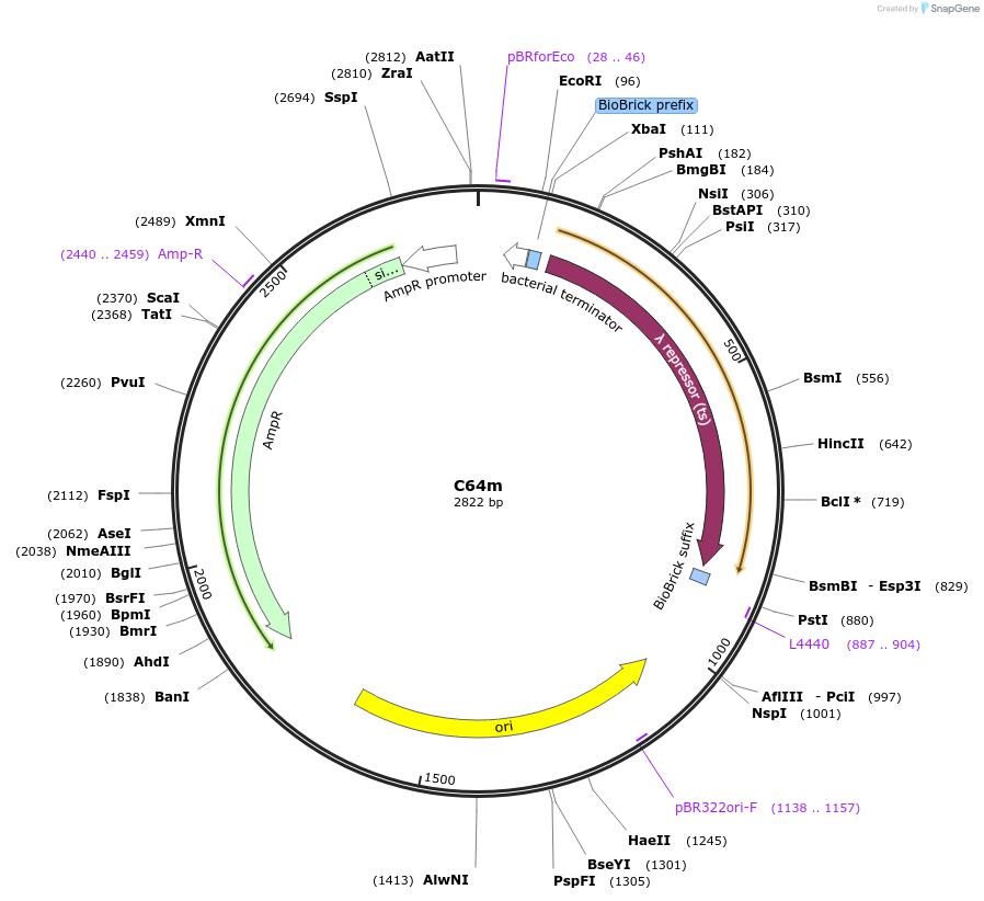 120980-plasmid-map-sequence-id-236034