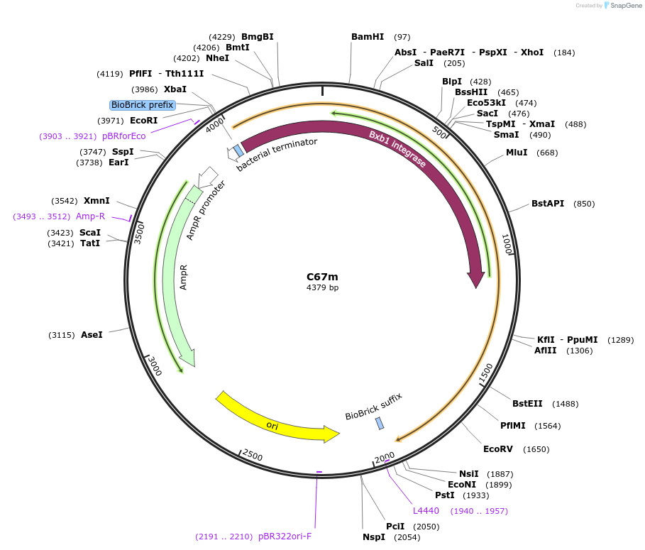 120981-plasmid-map-sequence-id-236036