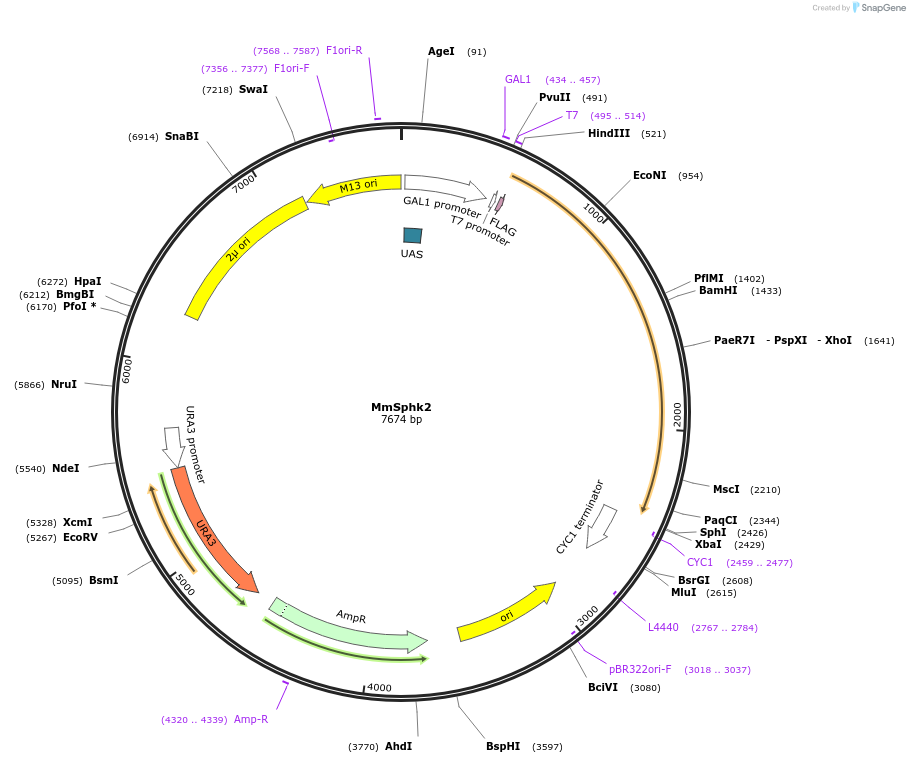 118598-plasmid-map-sequence-id-236037