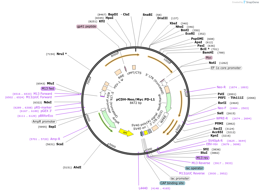 121477-plasmid-map-sequence-id-236040