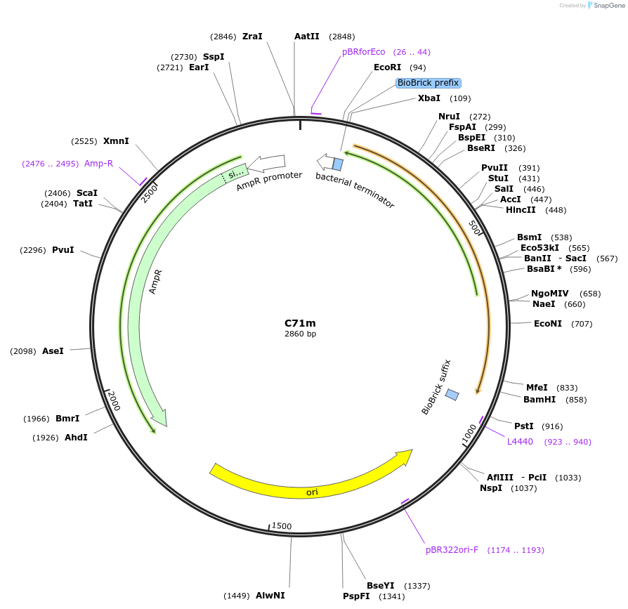 120983-plasmid-map-sequence-id-236042