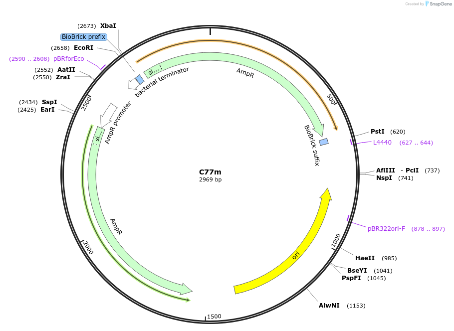 120989-plasmid-map-sequence-id-236056