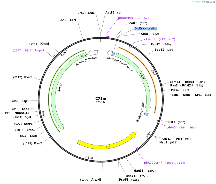 120990-plasmid-map-sequence-id-236059