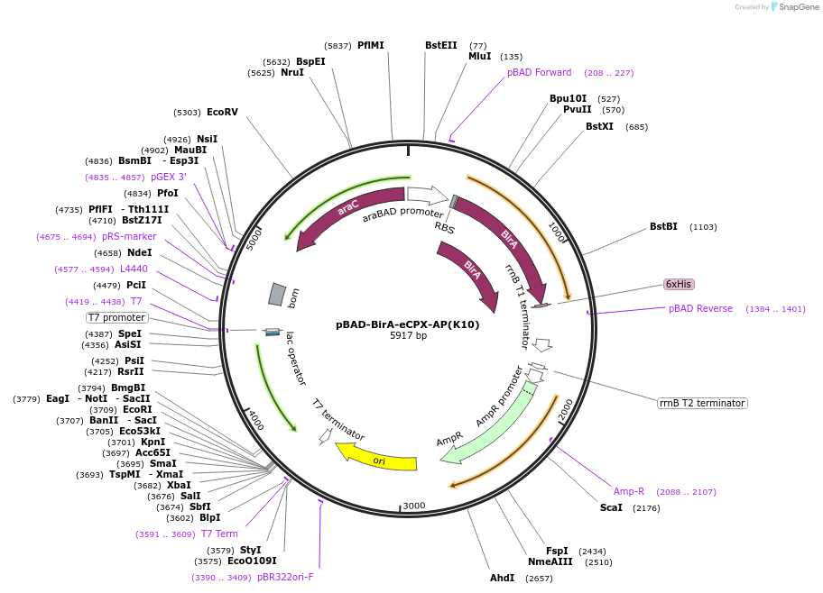 121908-plasmid-map-sequence-id-236066