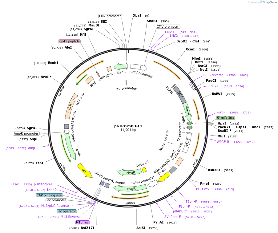 121488-plasmid-map-sequence-id-236076