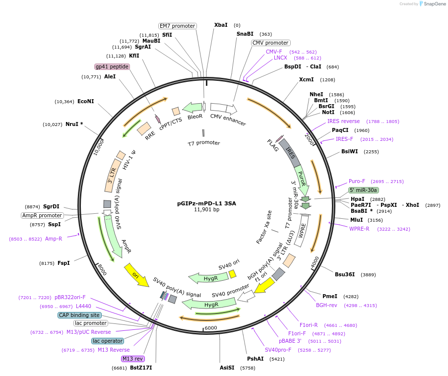 121489-plasmid-map-sequence-id-236079