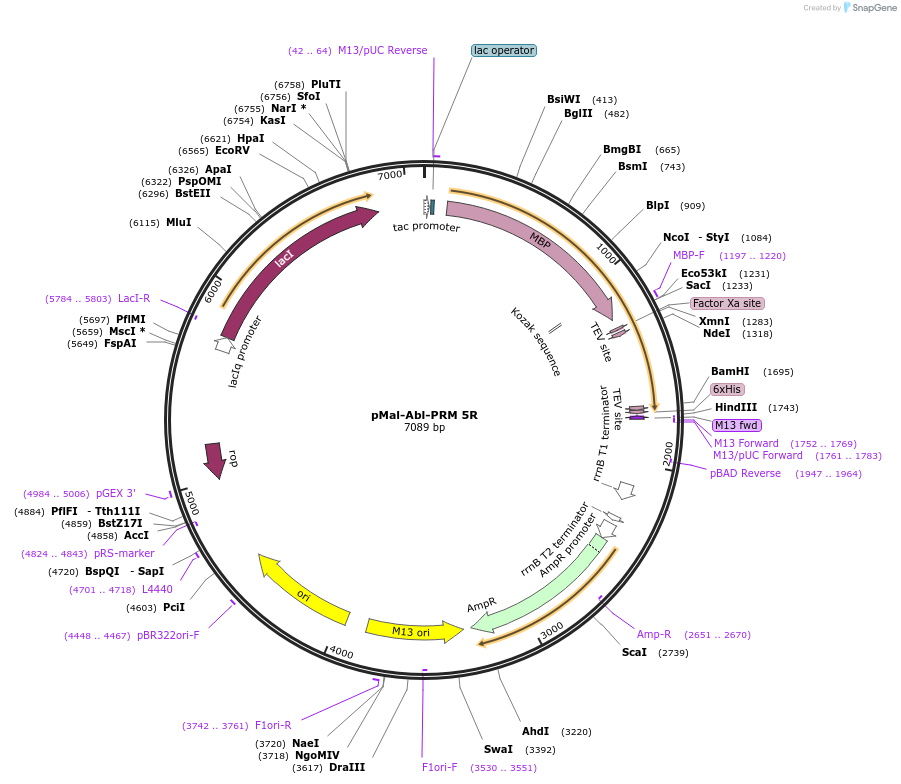 112088-plasmid-map-sequence-id-236080