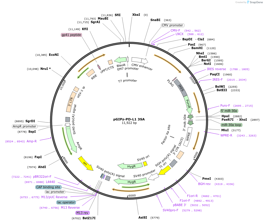 121490-plasmid-map-sequence-id-236081
