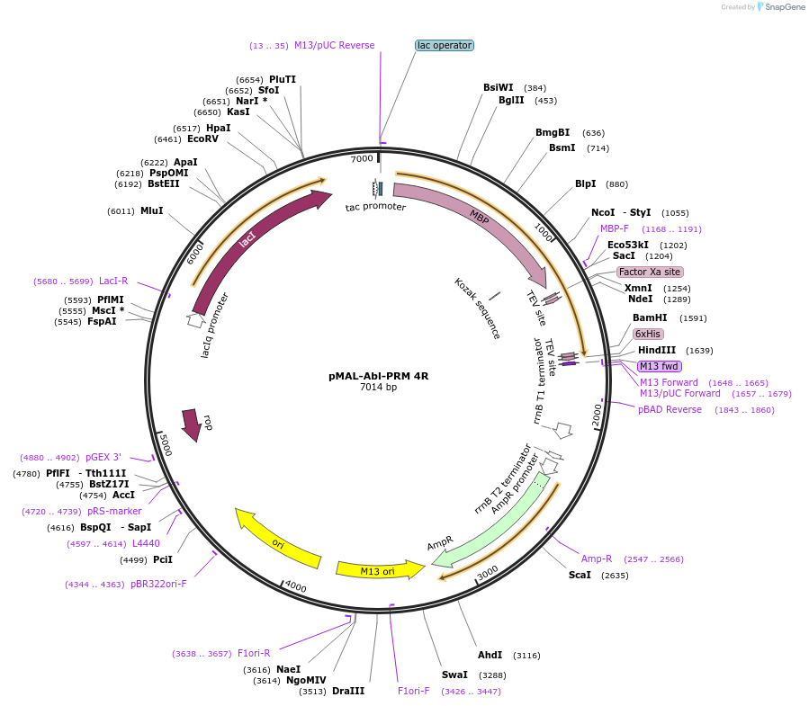 112087-plasmid-map-sequence-id-236084