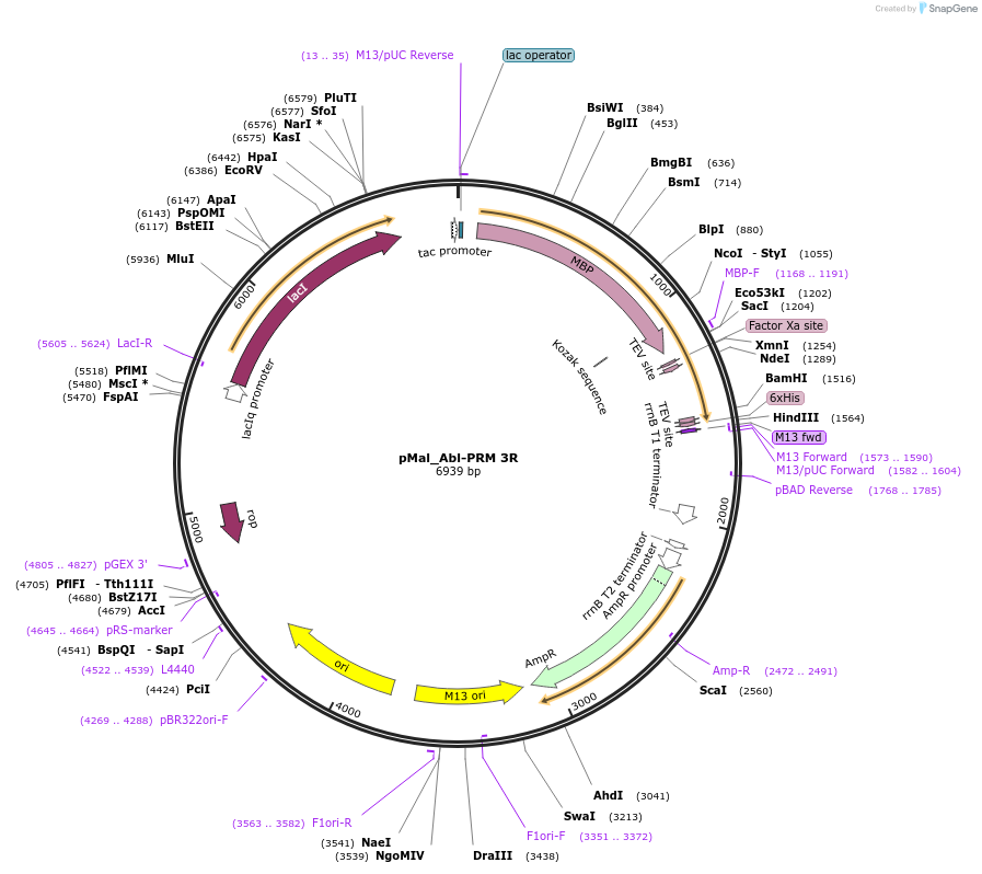 112086-plasmid-map-sequence-id-236089