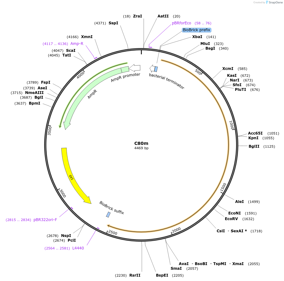 120992-plasmid-map-sequence-id-236095
