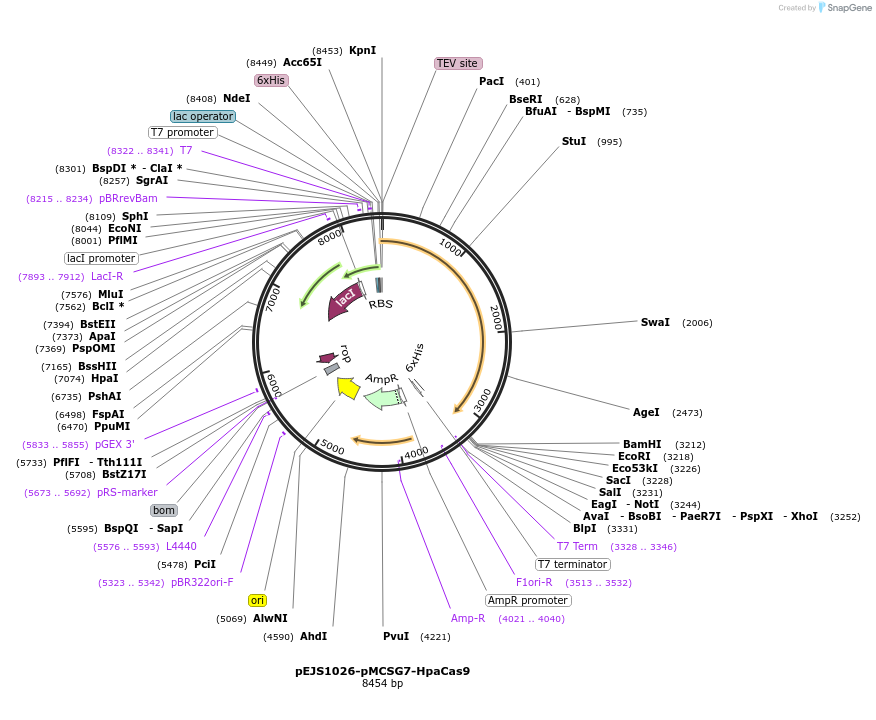 121540-plasmid-map-sequence-id-236099