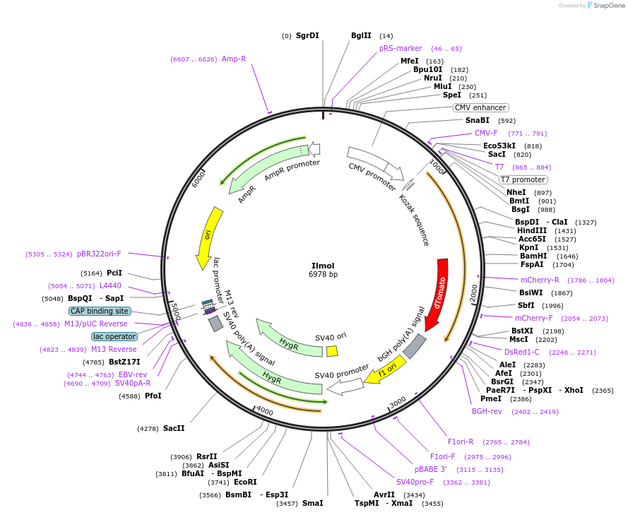 120310-plasmid-map-sequence-id-236108
