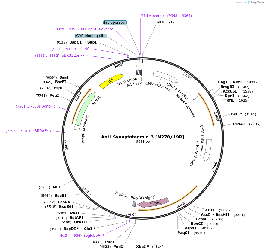 114476-plasmid-map-sequence-id-236116