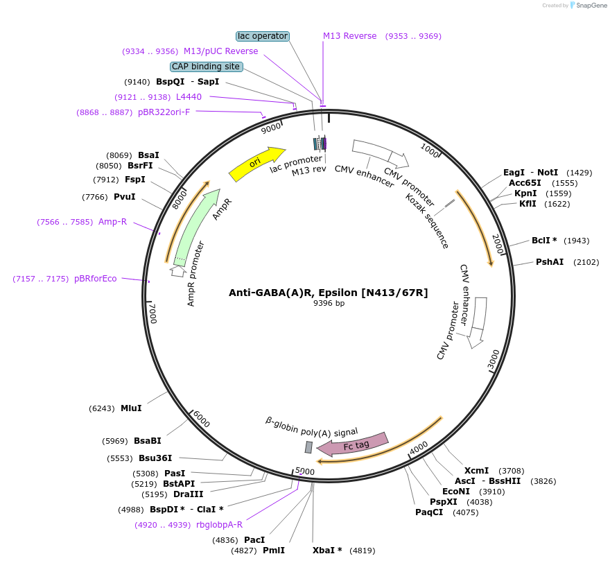 114478-plasmid-map-sequence-id-236117