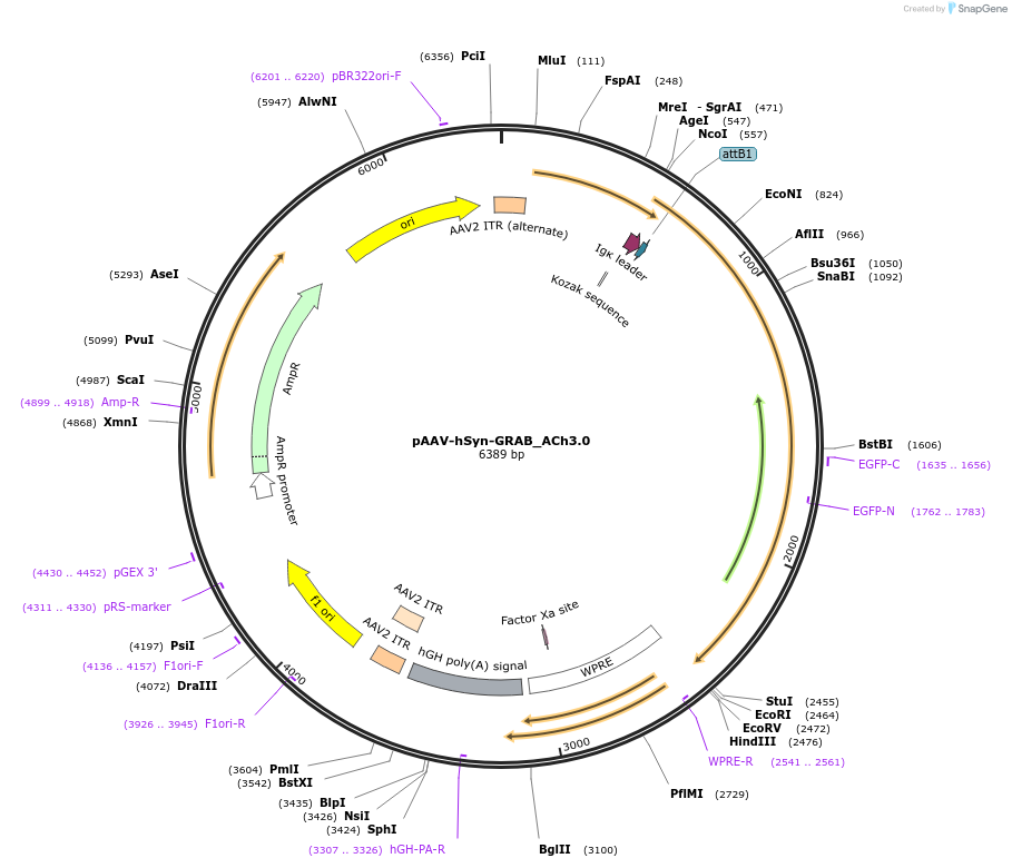121922-plasmid-map-sequence-id-236118