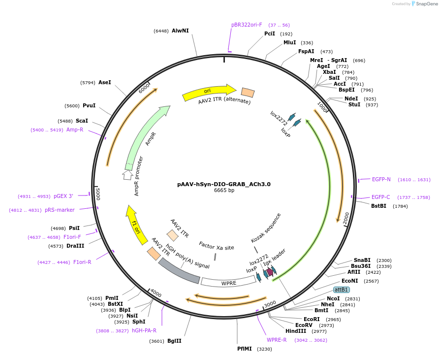 121923-plasmid-map-sequence-id-236120