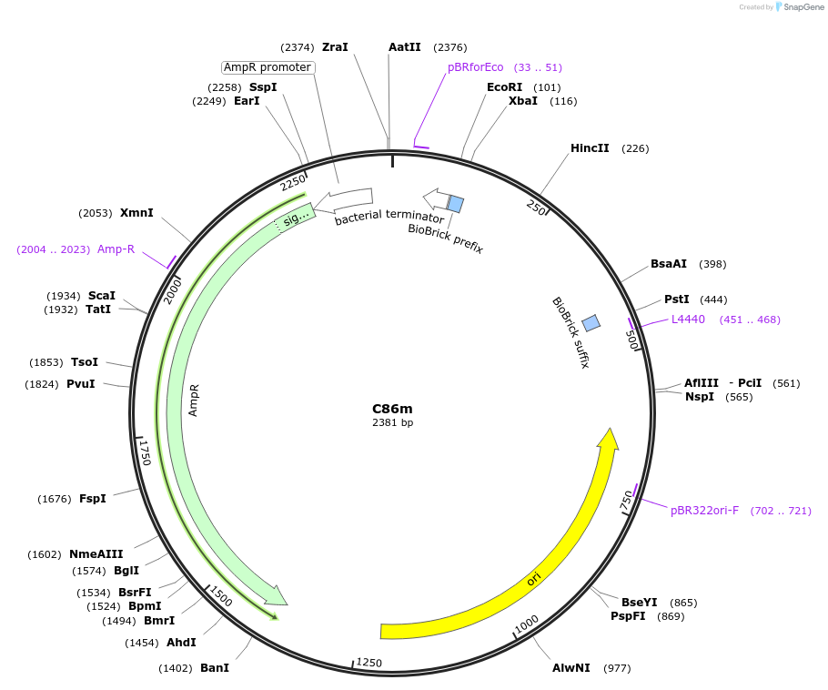 120997-plasmid-map-sequence-id-236126