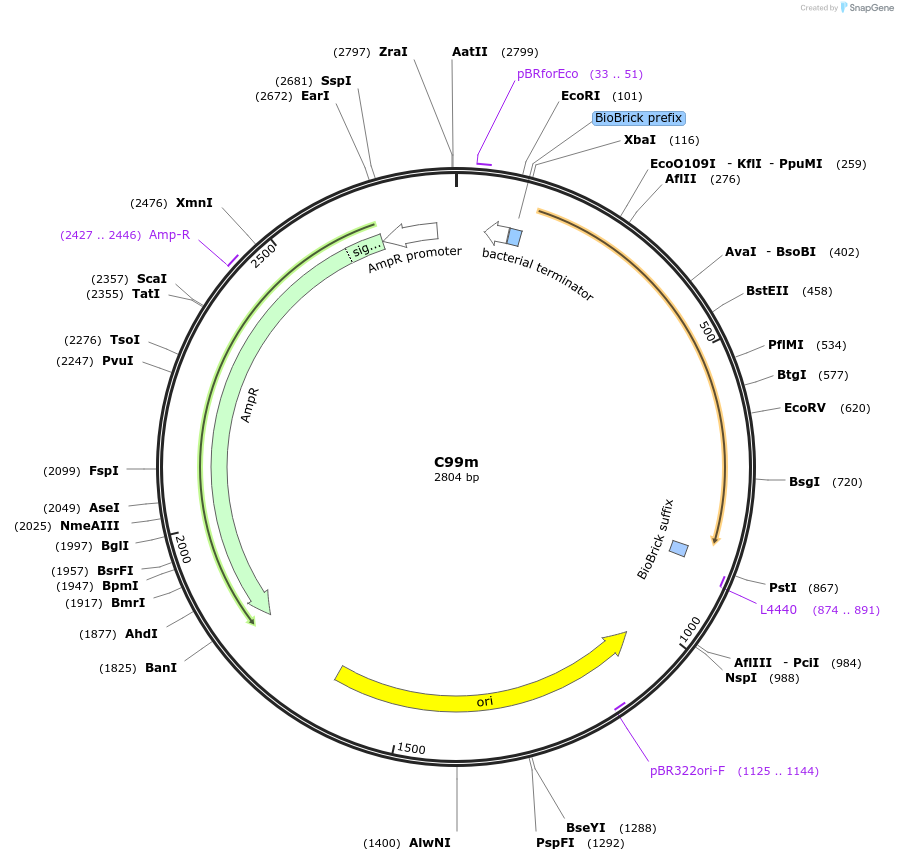 121003-plasmid-map-sequence-id-236141