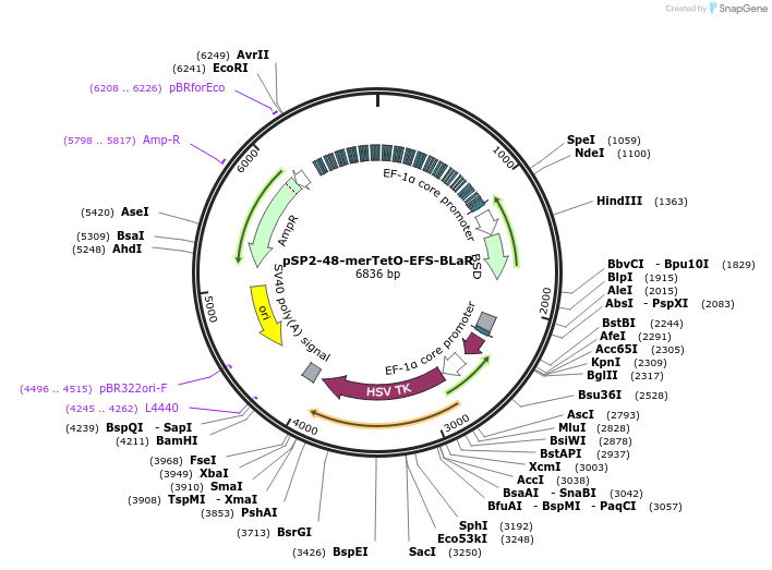 118712-plasmid-map-sequence-id-236142