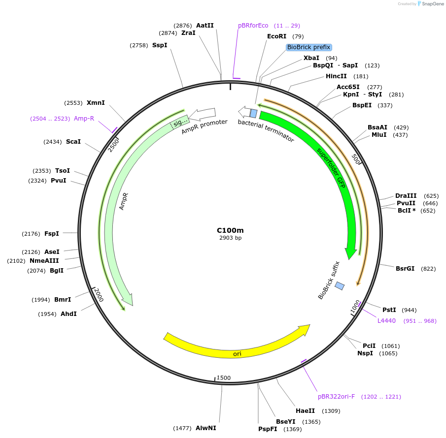 121004-plasmid-map-sequence-id-236143