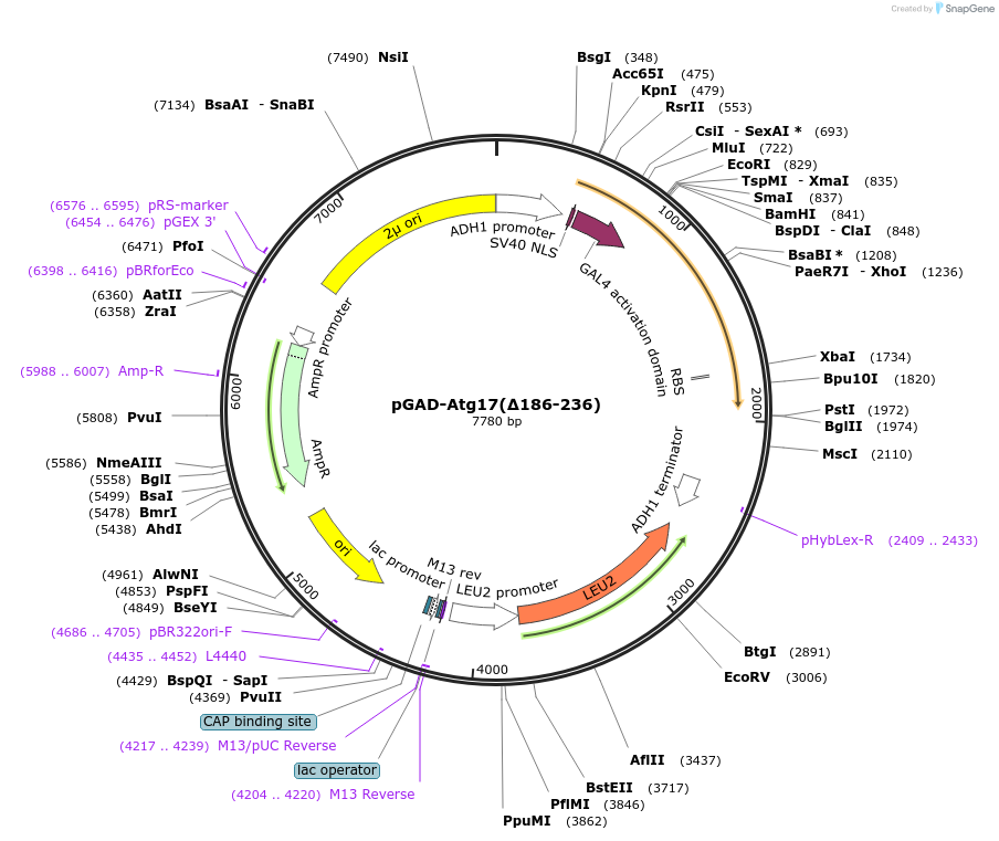121519-plasmid-map-sequence-id-236145