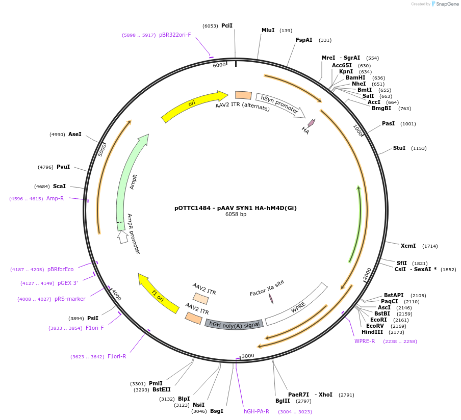 121538-plasmid-map-sequence-id-236150