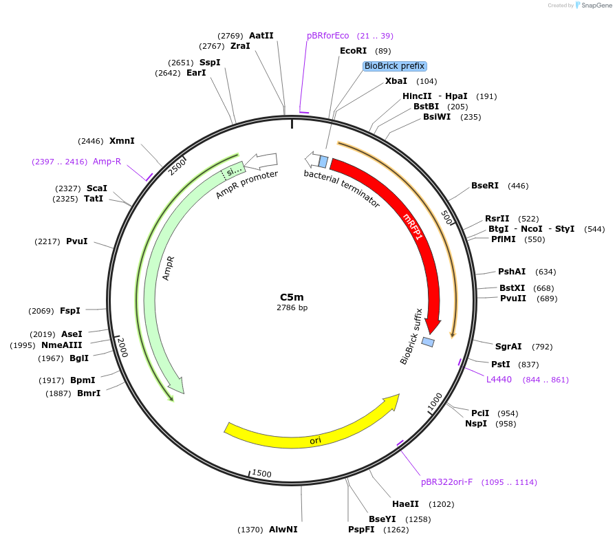 120957-plasmid-map-sequence-id-236154