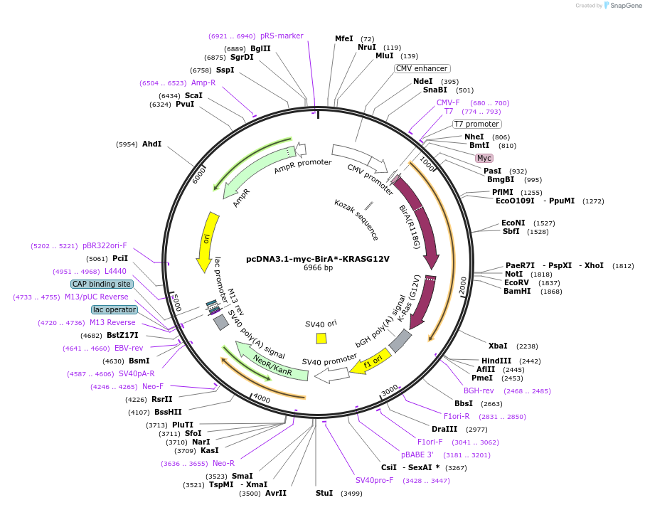 122208-plasmid-map-sequence-id-236160